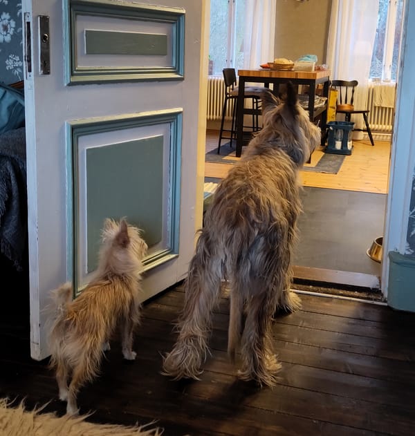 Emotions in dog training